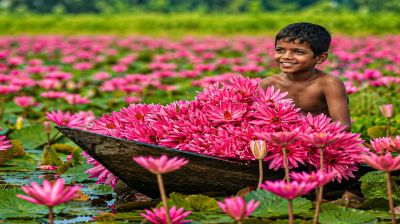বরিশালে নতুন সাজে সাতলার শাপলা বিল