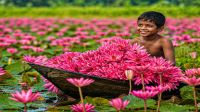বরিশালে নতুন সাজে সাতলার শাপলা বিল
