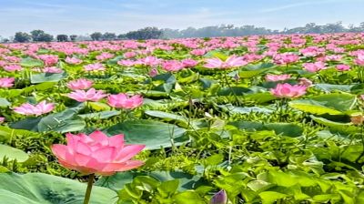 তাড়াশের  বাঘমারা পদ্মবিল  সৌন্দর্যের মায়াজাল