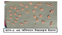 রাজশাহী মহানগরী থেকে   ইয়াবাসহ গ্রেপ্তার ১