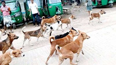 ঈশ্বরদী শহরজুড়ে বেওয়ারিস কুকুর