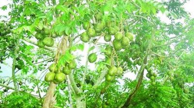 মোরেলগঞ্জে  লবণাক্ত জমিতে সোনালি আমড়া