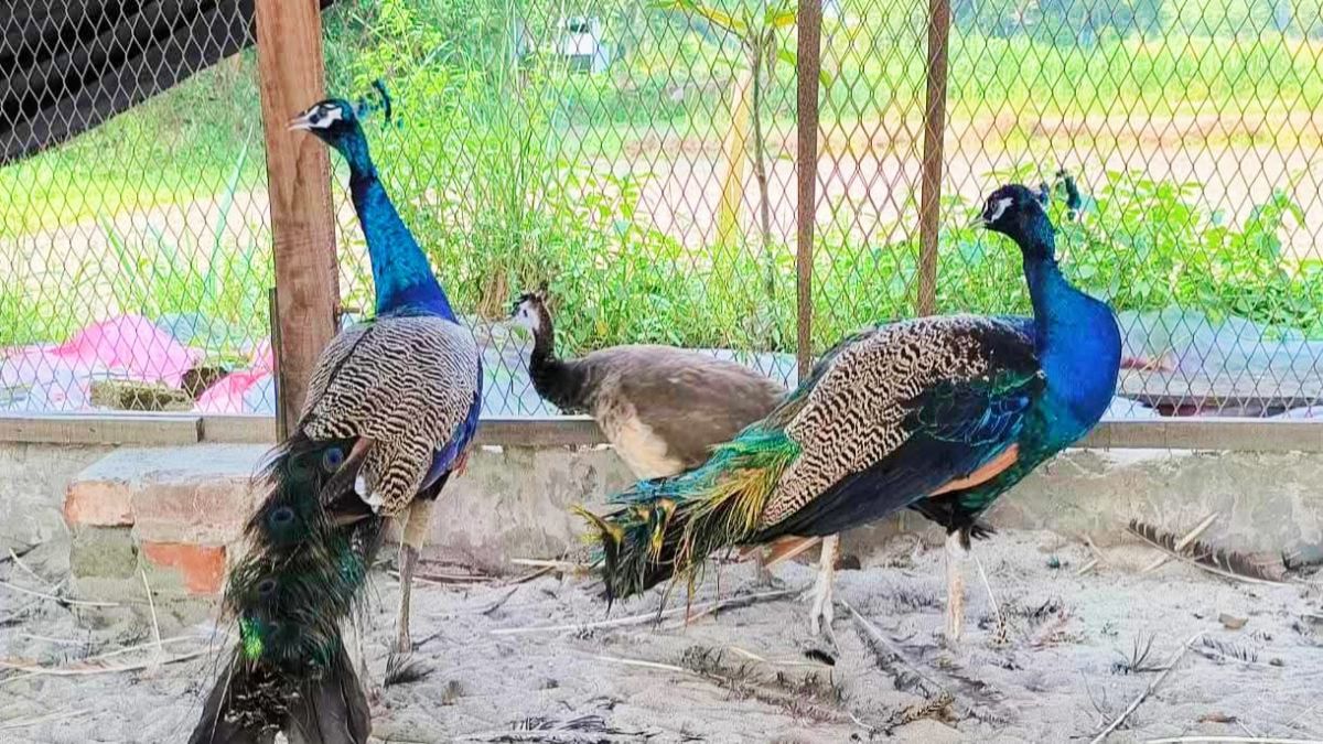 কুমিল্লায় শখের ময়ূরই বদলে   দিল শাহ আলীর জীবন
