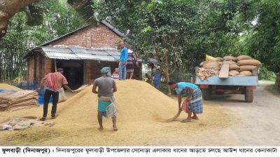 ফুলবাড়ীতে আউশে লোকসানের মুখে কৃষক