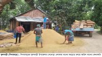 ফুলবাড়ীতে আউশে লোকসানের মুখে কৃষক