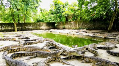 ভালুকায় খামারে পড়ে আছে ৪০০   কুমির,  চামড়া রপ্তানি বন্ধ