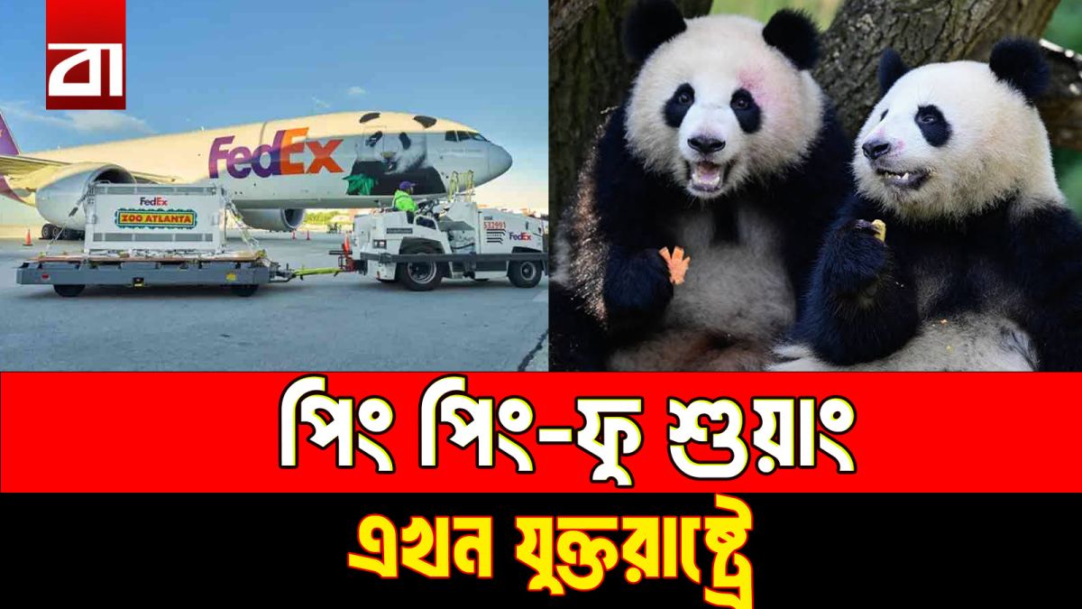 পিং পিং ও ফু শুয়াং: যুক্তরাষ্ট্রে চীনের ‘পান্ডা কূটনীতি’