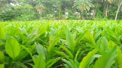 কেশবপুরে ভালো ফলন পাওয়ায়   হলুদ চাষে আগ্রহ বেড়েছে