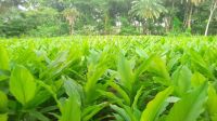 কেশবপুরে ভালো ফলন পাওয়ায়   হলুদ চাষে আগ্রহ বেড়েছে