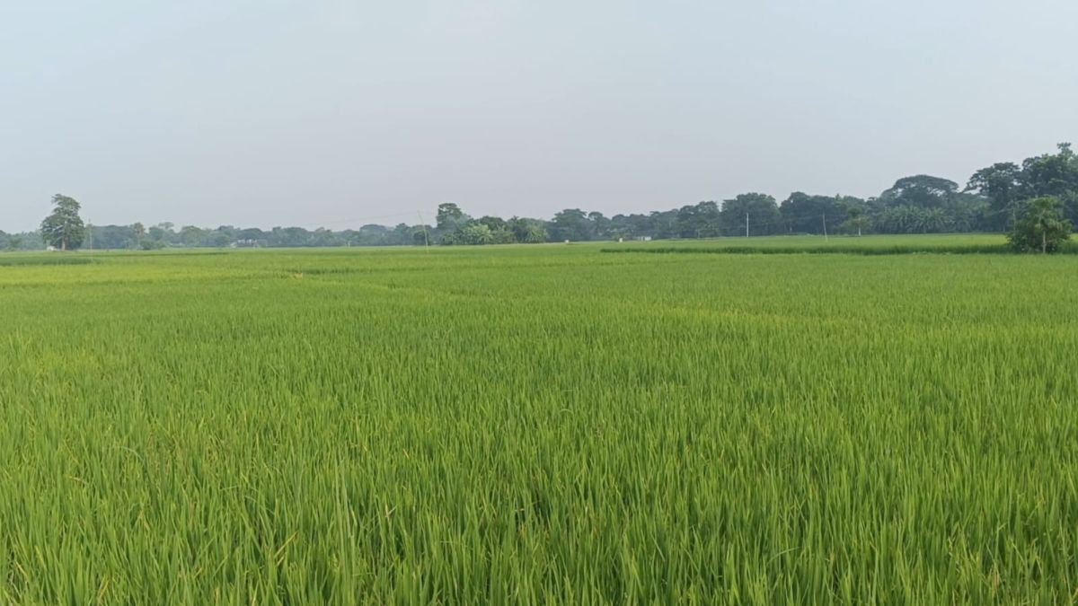 ‎হোসেনপুরে আমন মাঠে   সবুজের সমারোহ