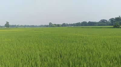 ‎হোসেনপুরে আমন মাঠে   সবুজের সমারোহ