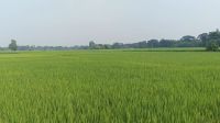 ‎হোসেনপুরে আমন মাঠে   সবুজের সমারোহ