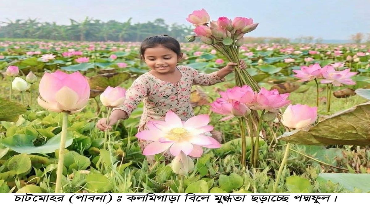 চাটমোহরে কলমীপাড়া বিলে নজরকাড়া পদ্মফুল